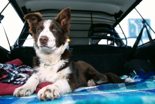 A saját pokróc és a kedvenc játék sokat segíthet. Fotó: Profimedia