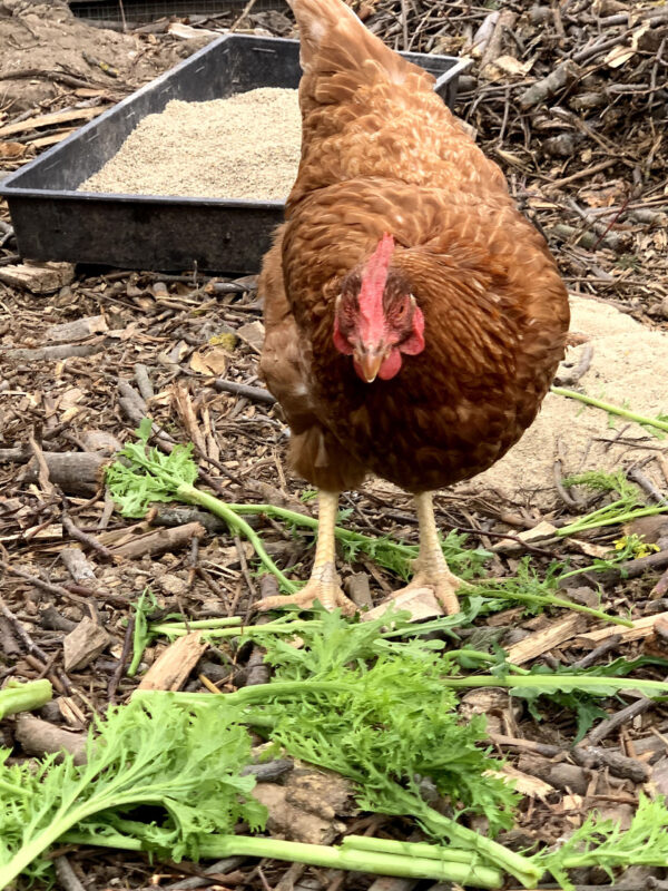 A baromfiak életminőségében a zöldekhez való hozzáférés nagyon fontos