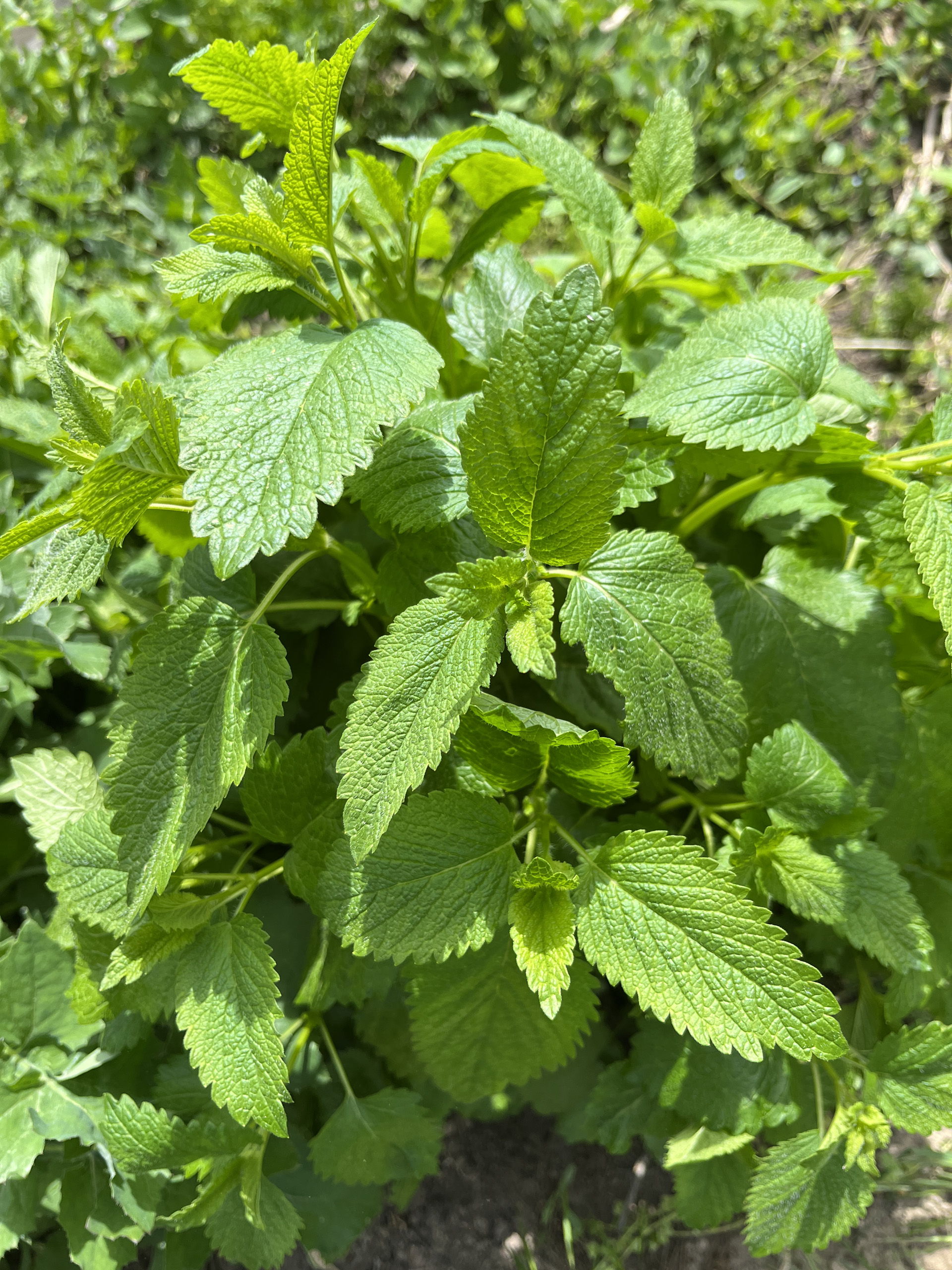 A citromfű tökéletes pillanata