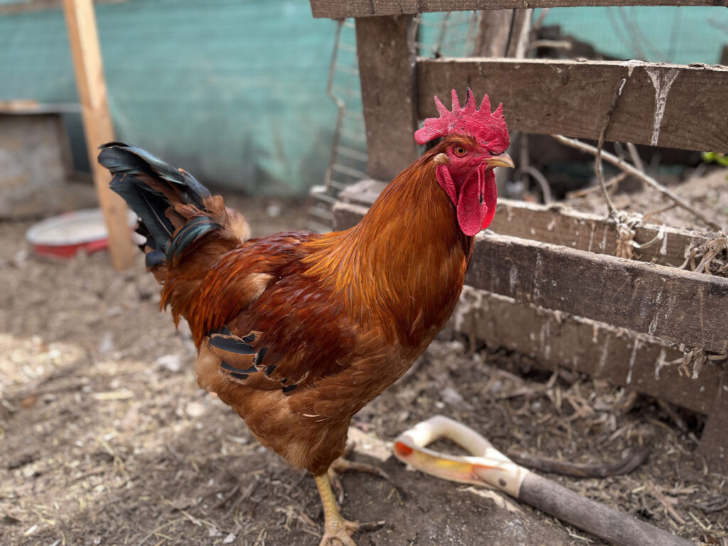 A kakasok a tyúkudvar értelmi szerzői