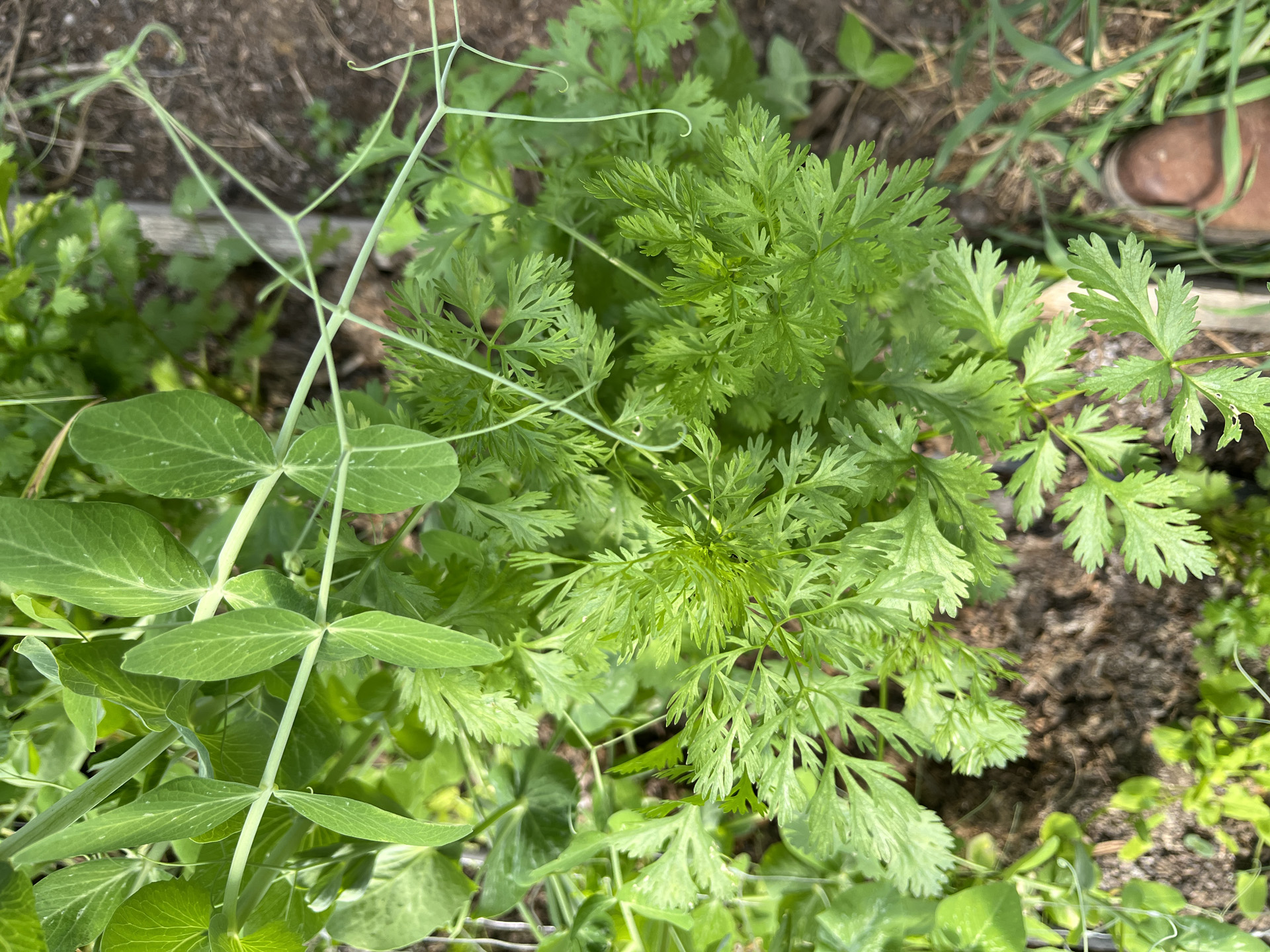 A koriander ilyenkor már felmagzik, innentől kezdve szakaszosan érdemes vetni párhetente
