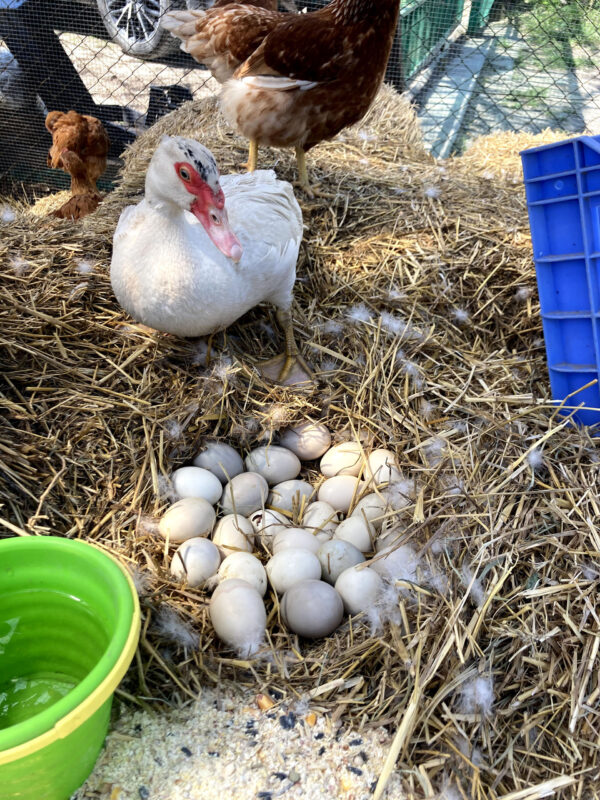 A megfelelő költőhelyszínben néha nem értünk egyet a madarakkal - ez a néma kacsa például a csirkeól tetejét választotta ki