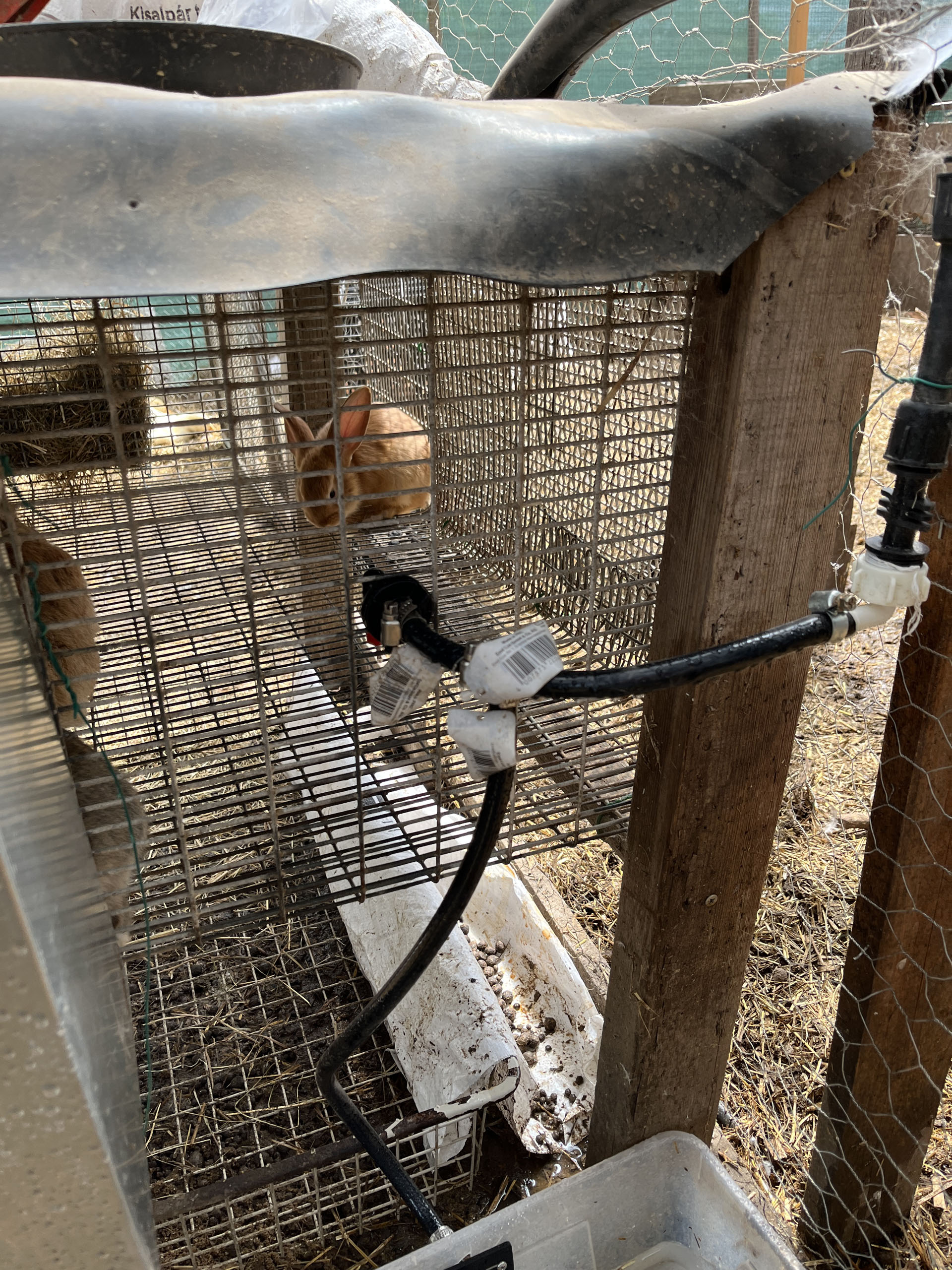 A nyuszók megkapták a nagyobb, szellősebb ketrecet