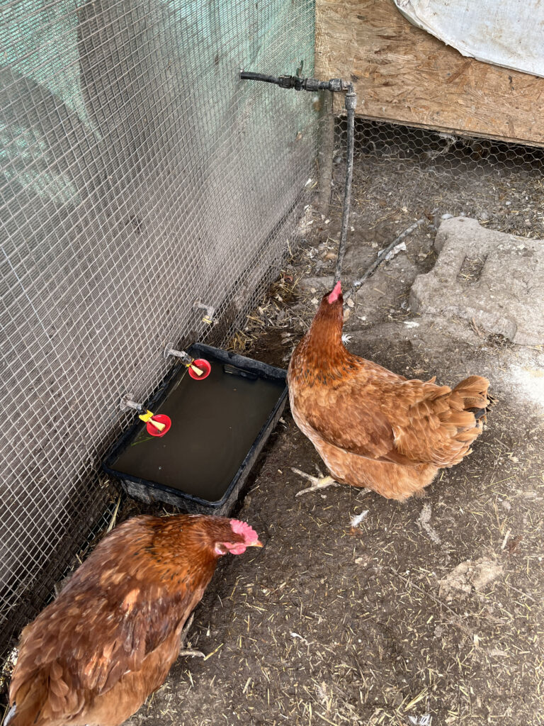 A tiszta, friss, hűvös víz alapvető szükséglet