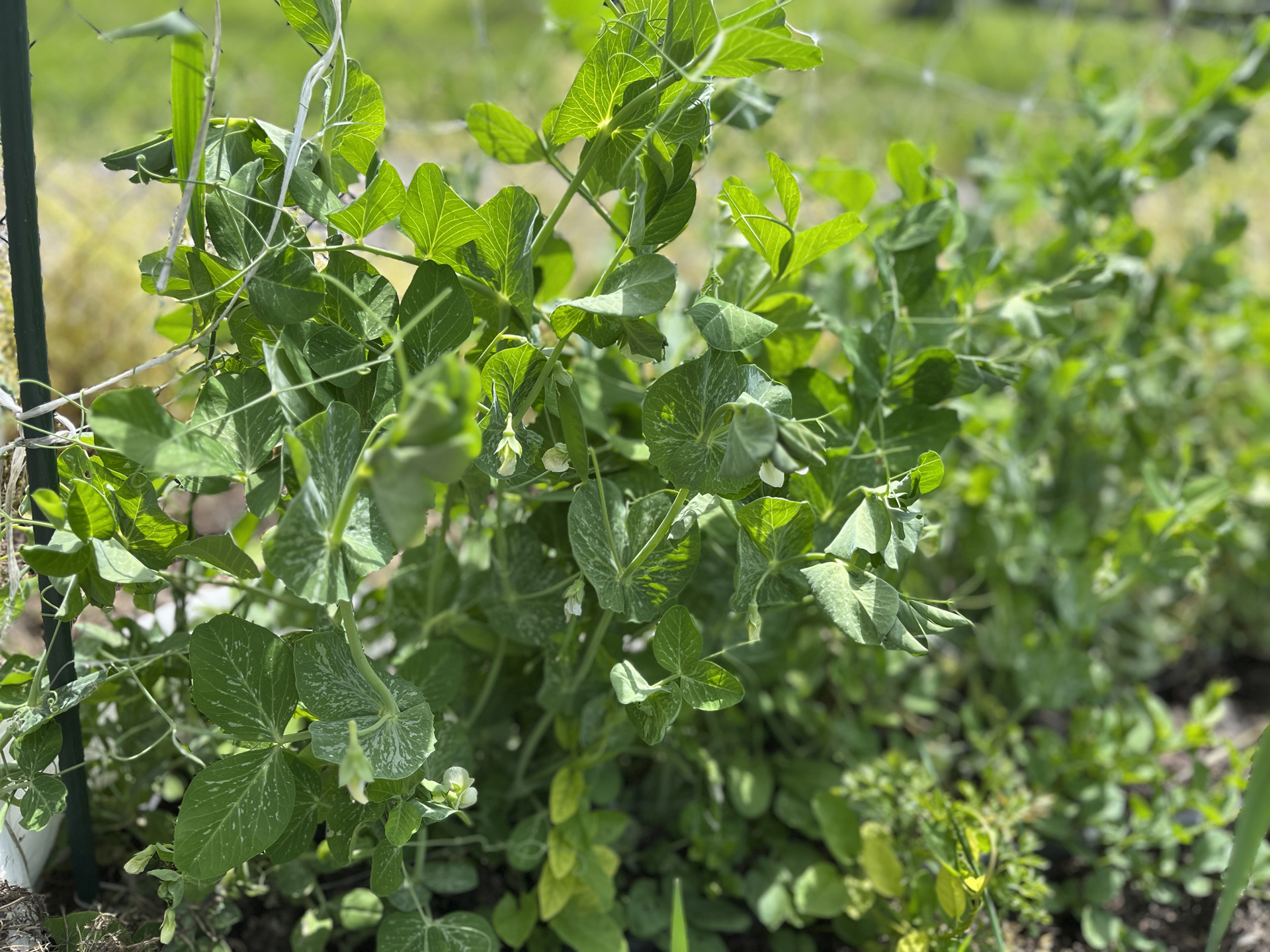 Alig van lemaradva a szabadföldi korai borsó