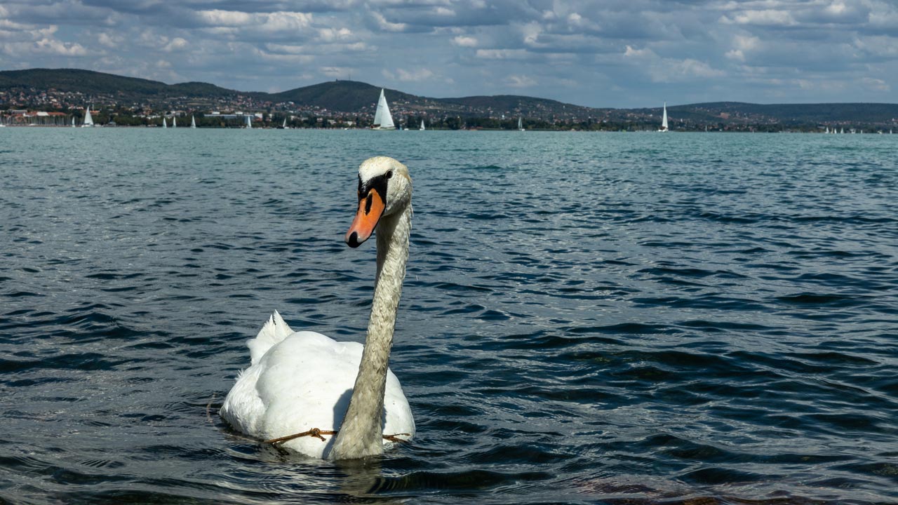 Balaton
