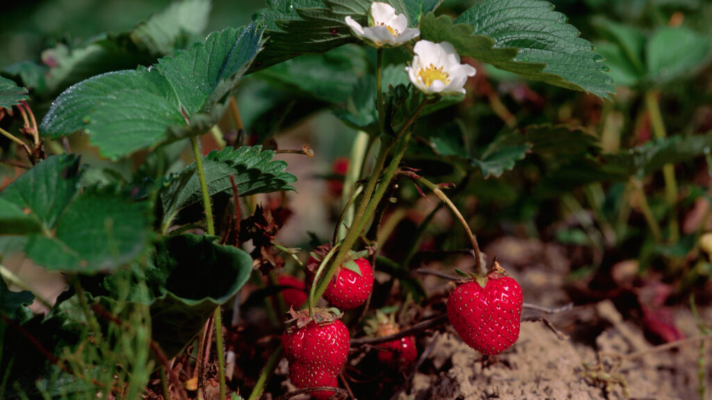 Szamócatő virággal és terméssel
