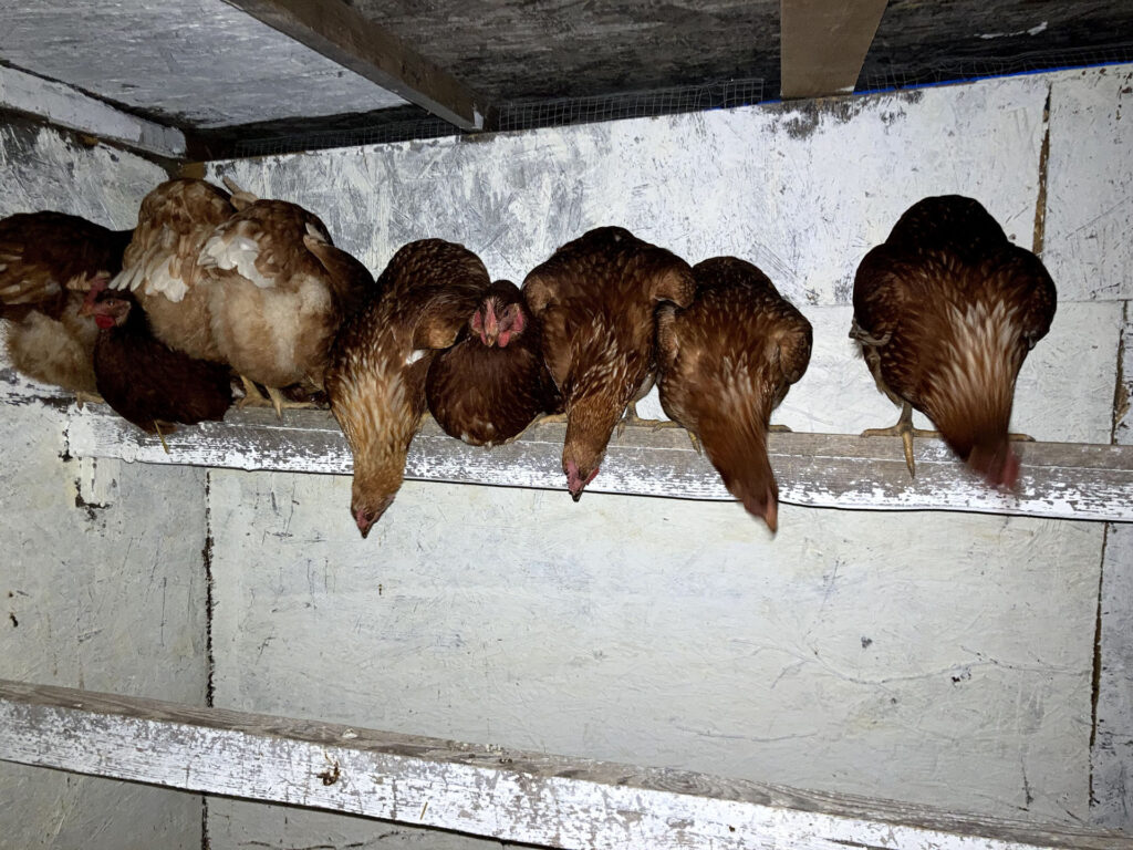 Éjszaka a tyúkólban