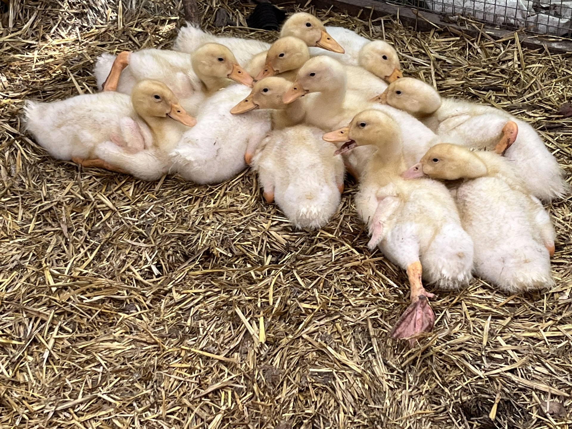 Ez a kacsakupac hihetetlenül sokat eszik