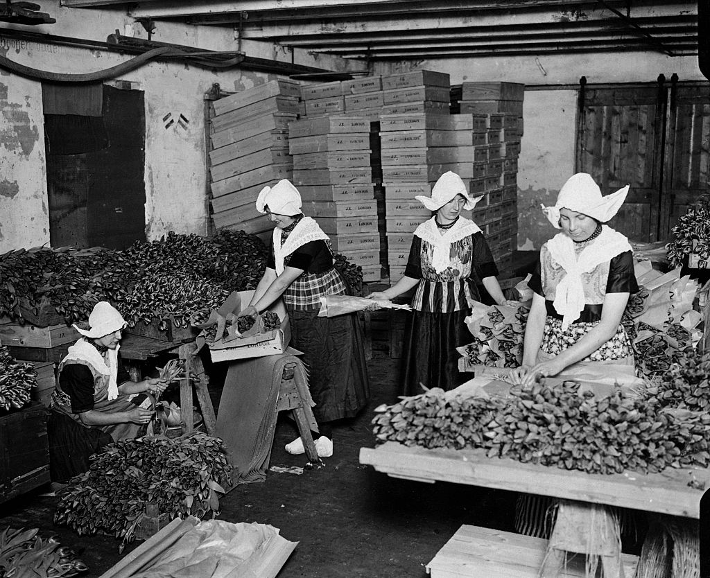 Nők tulipánvirágokat csomagolnak Rijnsburgban