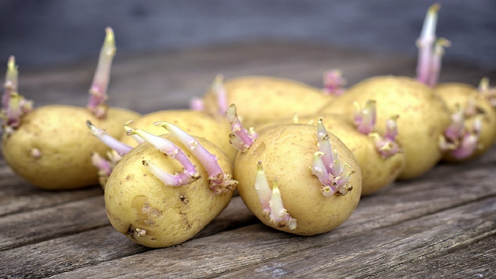 kicsírázott krumpli