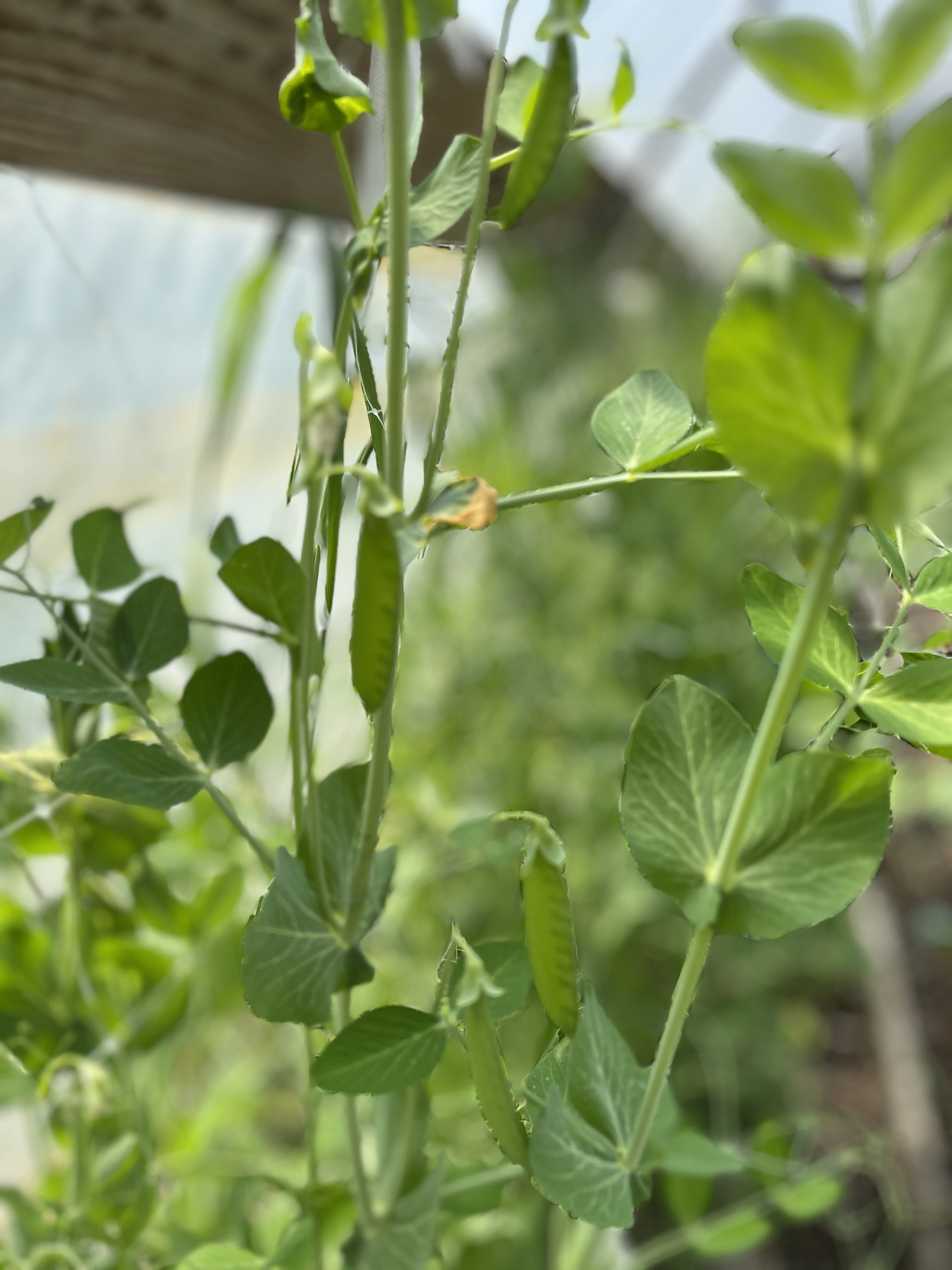Már alakul a borsó a fóliában