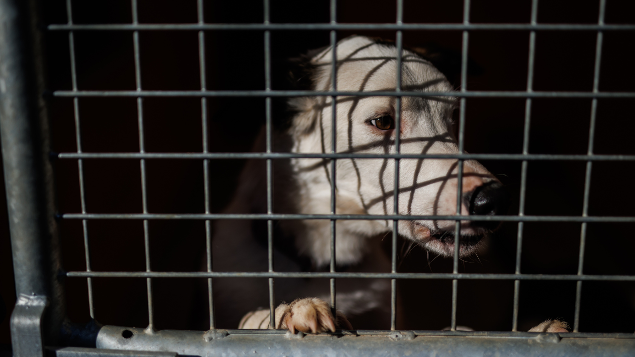 Egy kutya, aki magányosan néz ki a kennel rácsain