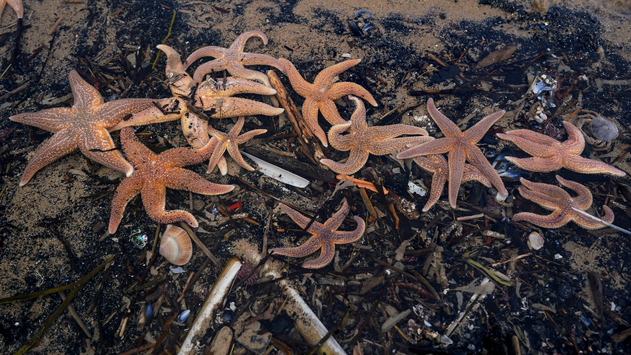 Több száz tengeri csillag fekszik a homokban Saltburnben, 2023. március 29-én, az angliai Saltburn-by-the-Sea-ban. A tengeri szén részben a víz alatti rétegek eróziója miatt, de a szénbányákból származó hulladék lerakásának történelmi következményeként is megtalálható a strandokon.