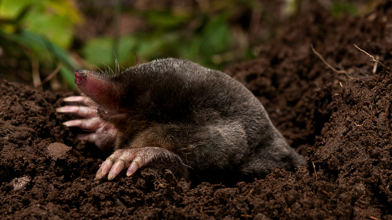 Egy földből kimászó vakond