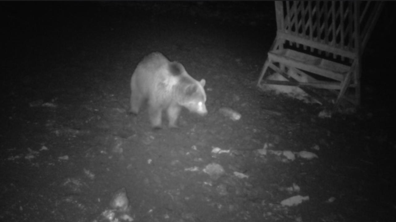 Vadkamera rögzítette a kóborló medvét