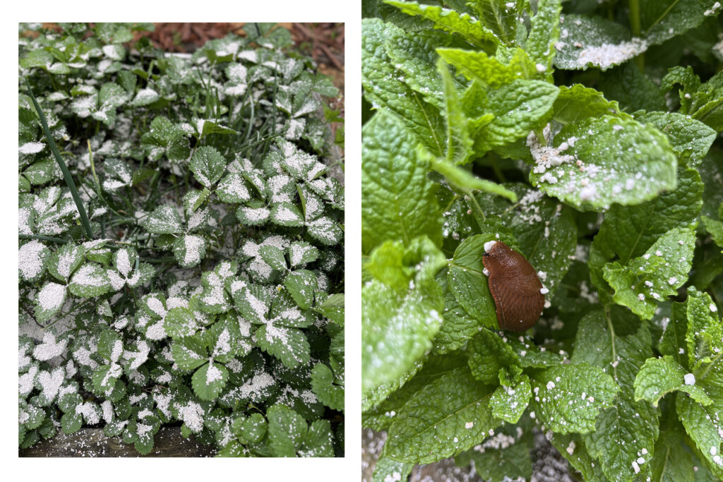 Spanyol csiga a perlites eperlevélen