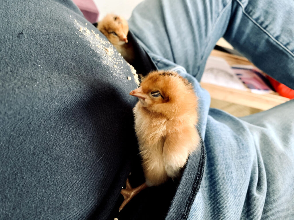 Tojástól gondoskodunk róluk, ez a csibe például fázott a műkotlós alatt, ezért a férjem a pólójában melegítette