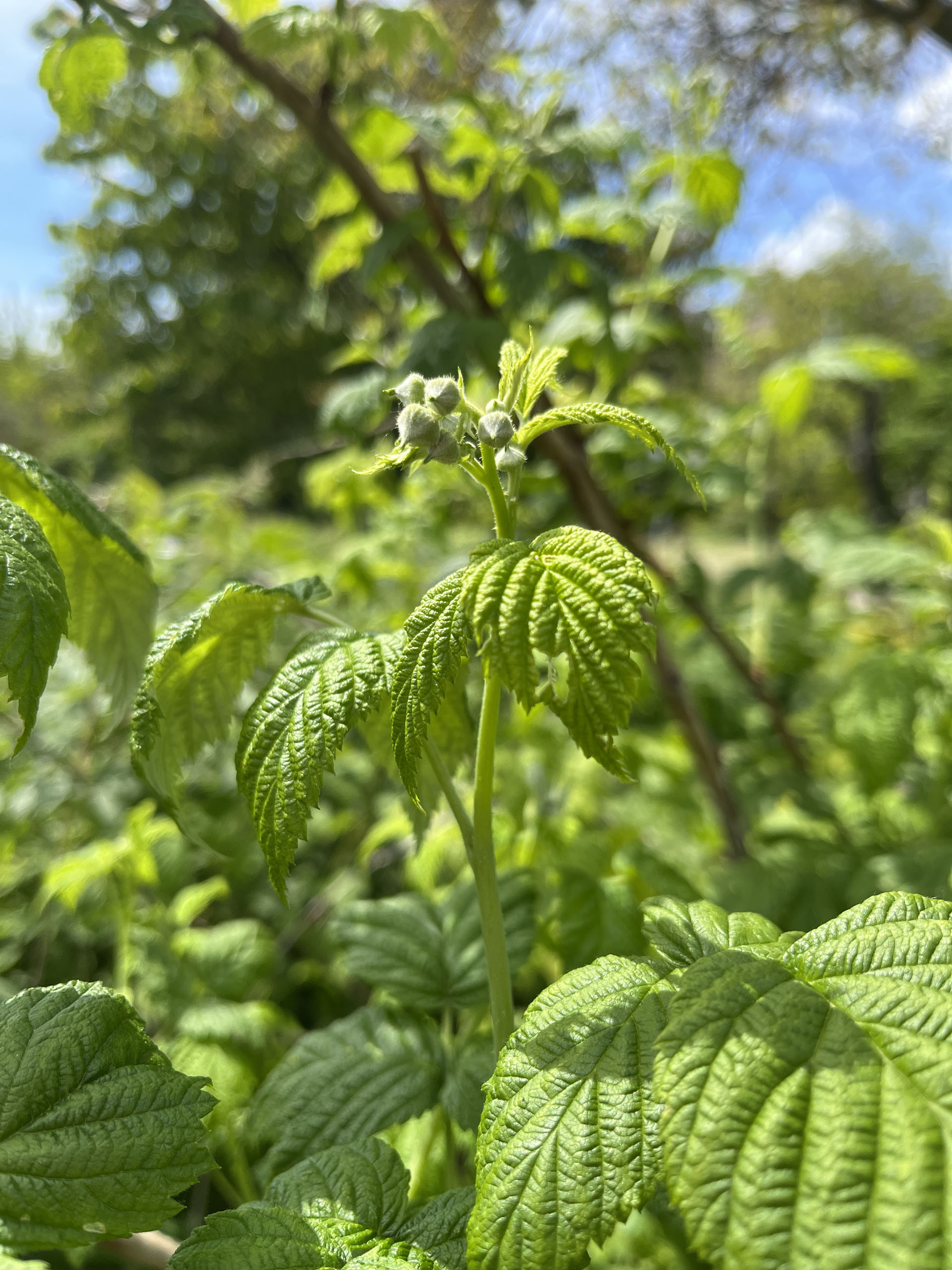 Virágzik a korai málna, egy hó múlva már szüretelgetni lehet majd