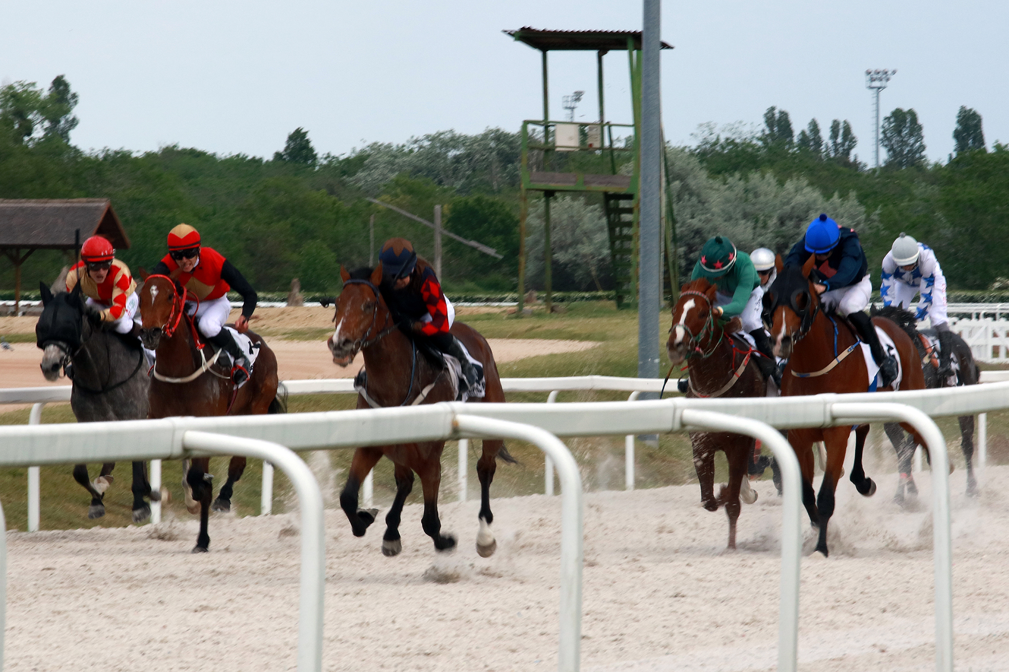 Gönczi Rebeka a Kincsem Parkban