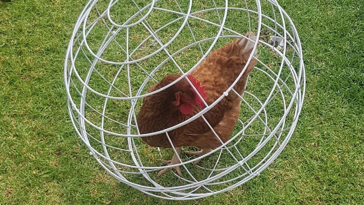 Chicken ORB