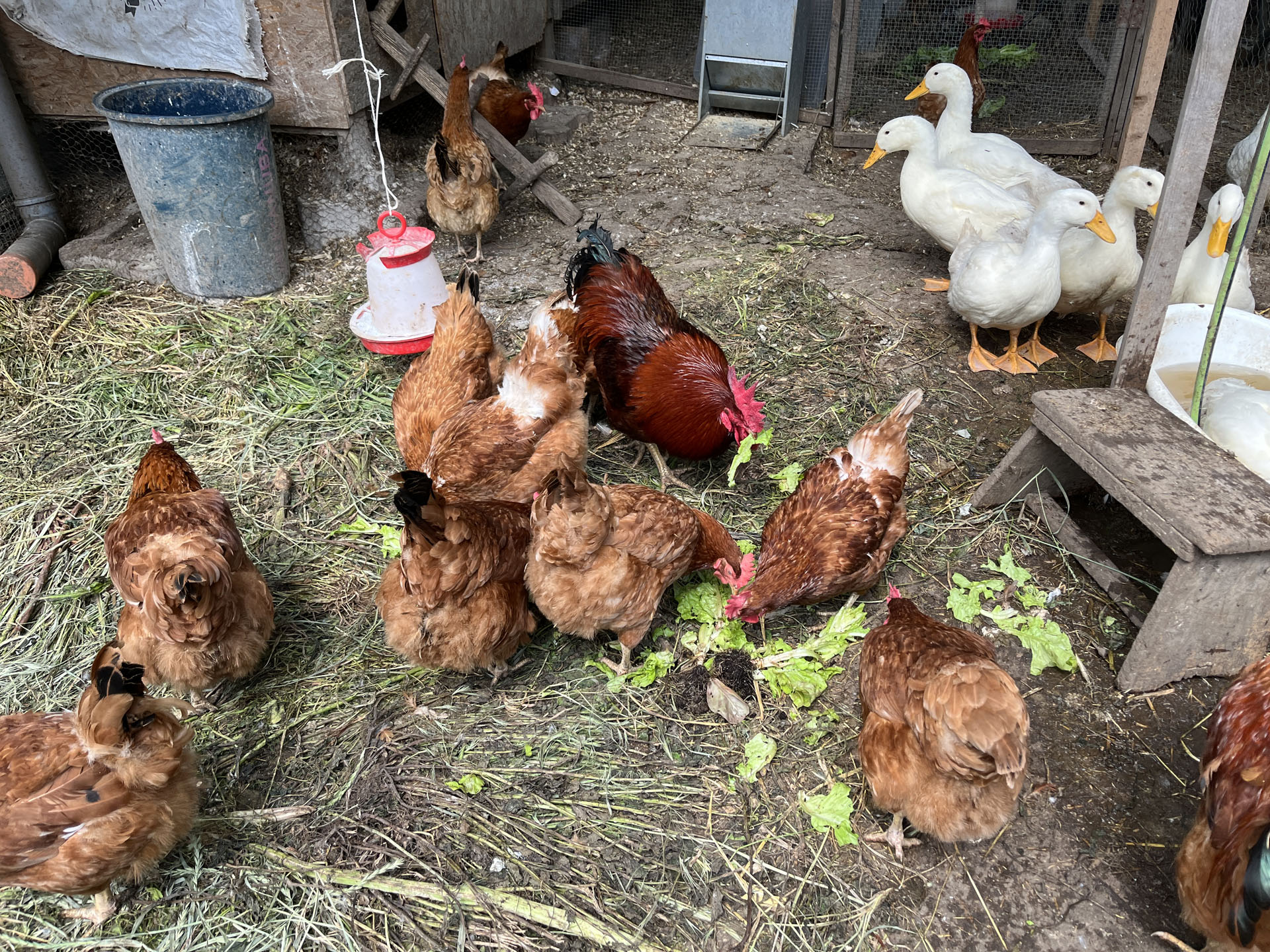 A kacsákat a fürdő, a tyúkokat a lejárt endívia érdekli