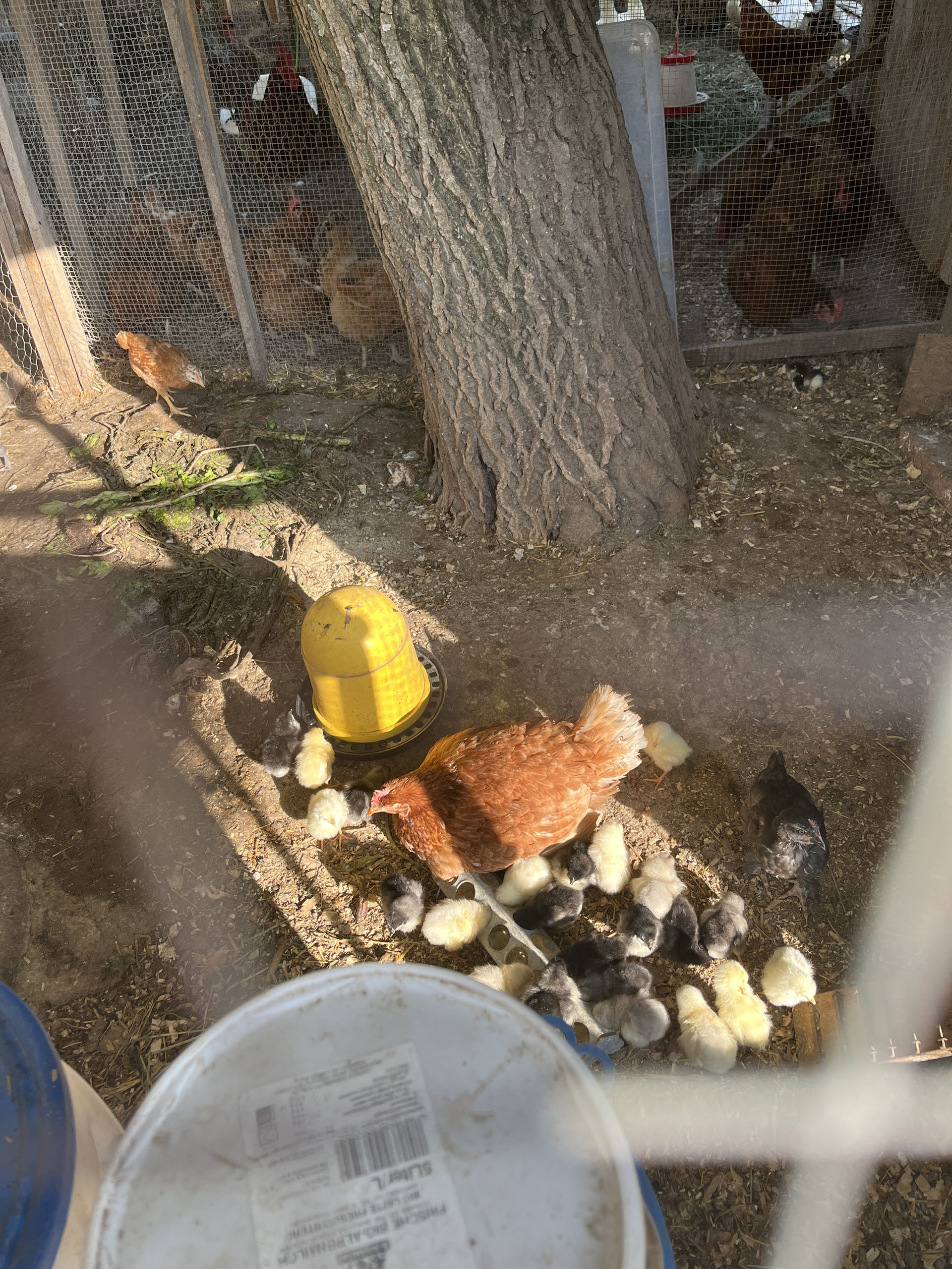 A kotlós körül rajoló csibehad