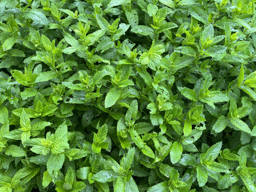 A nagy esőzés után újra csigás lett a menta, de ahogy felszáradt, a perlit újra távoltartja a csigákat