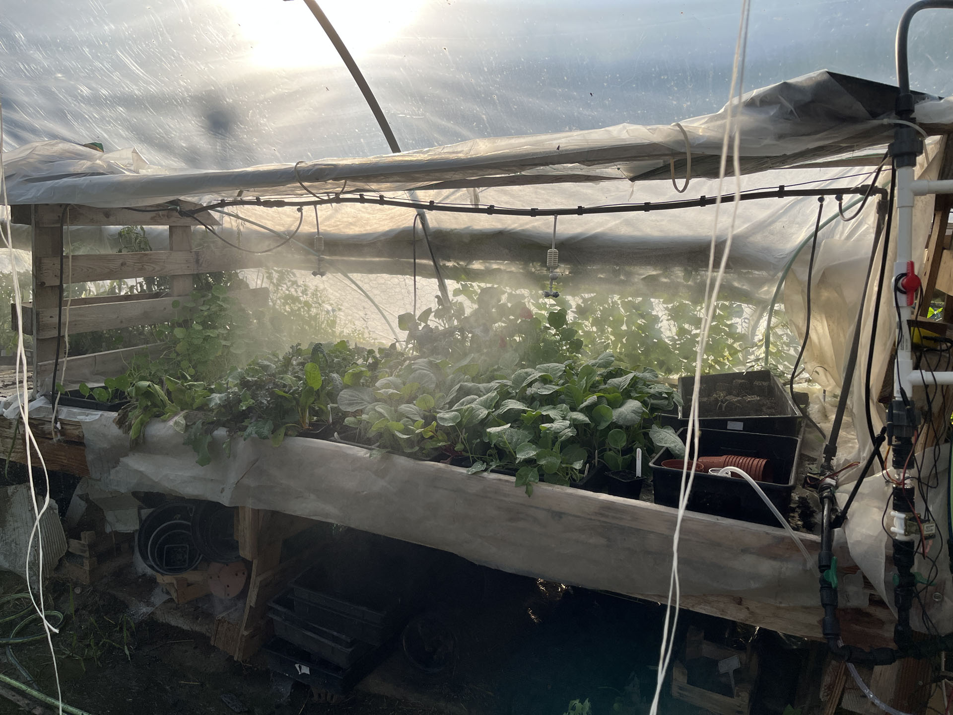 A palánták automata párásítása