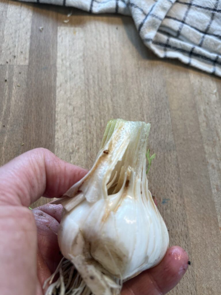 Az a kis barna ovális a hagymalégy lárvája