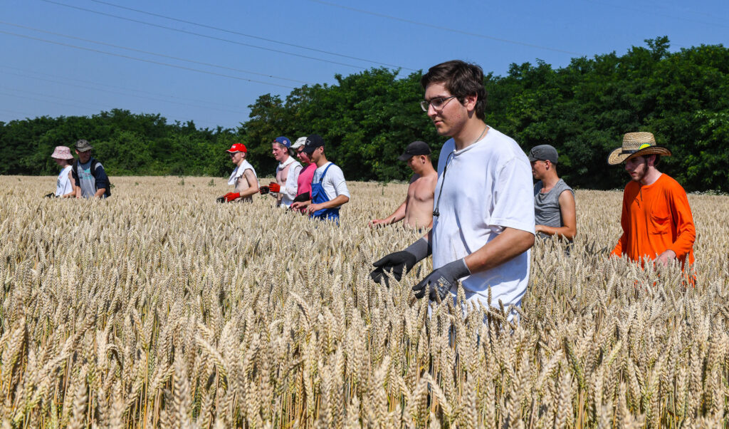 Diákok idegenelik a búza vetőmag ültetvényeit