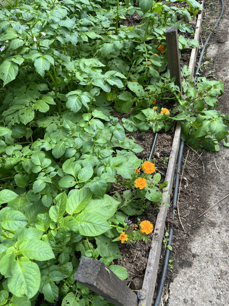 Bársonyvirág védi a krumplit