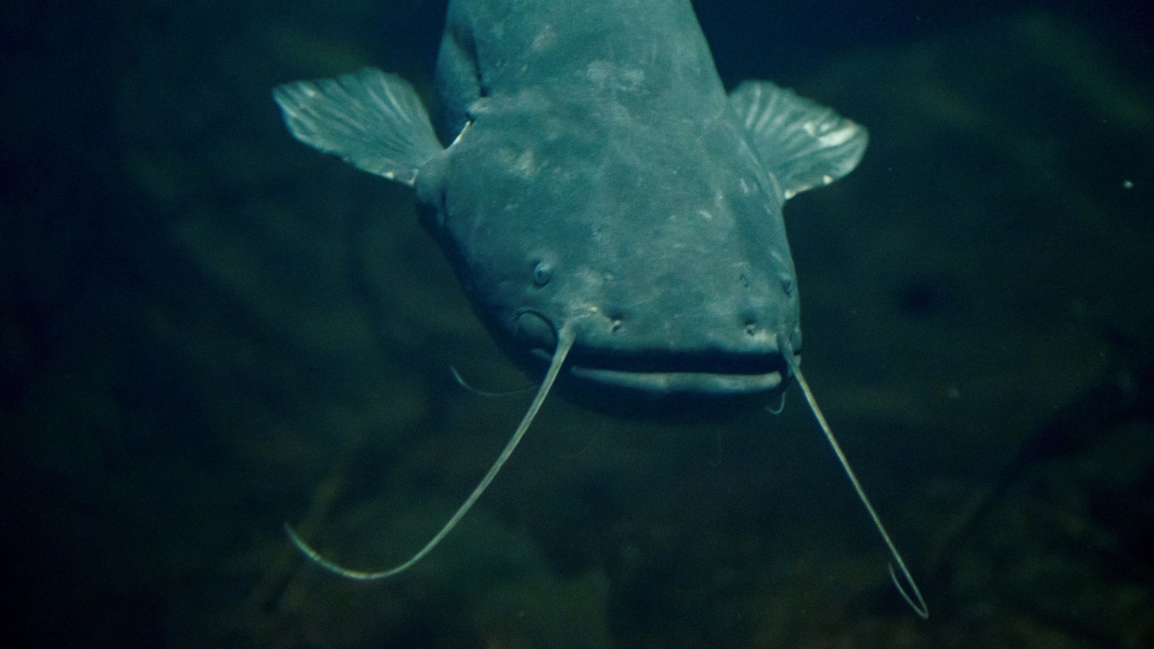 Harcsa (Silurus glanis) a Tisza-tavi ökocentrum akváriumában Poroszlón