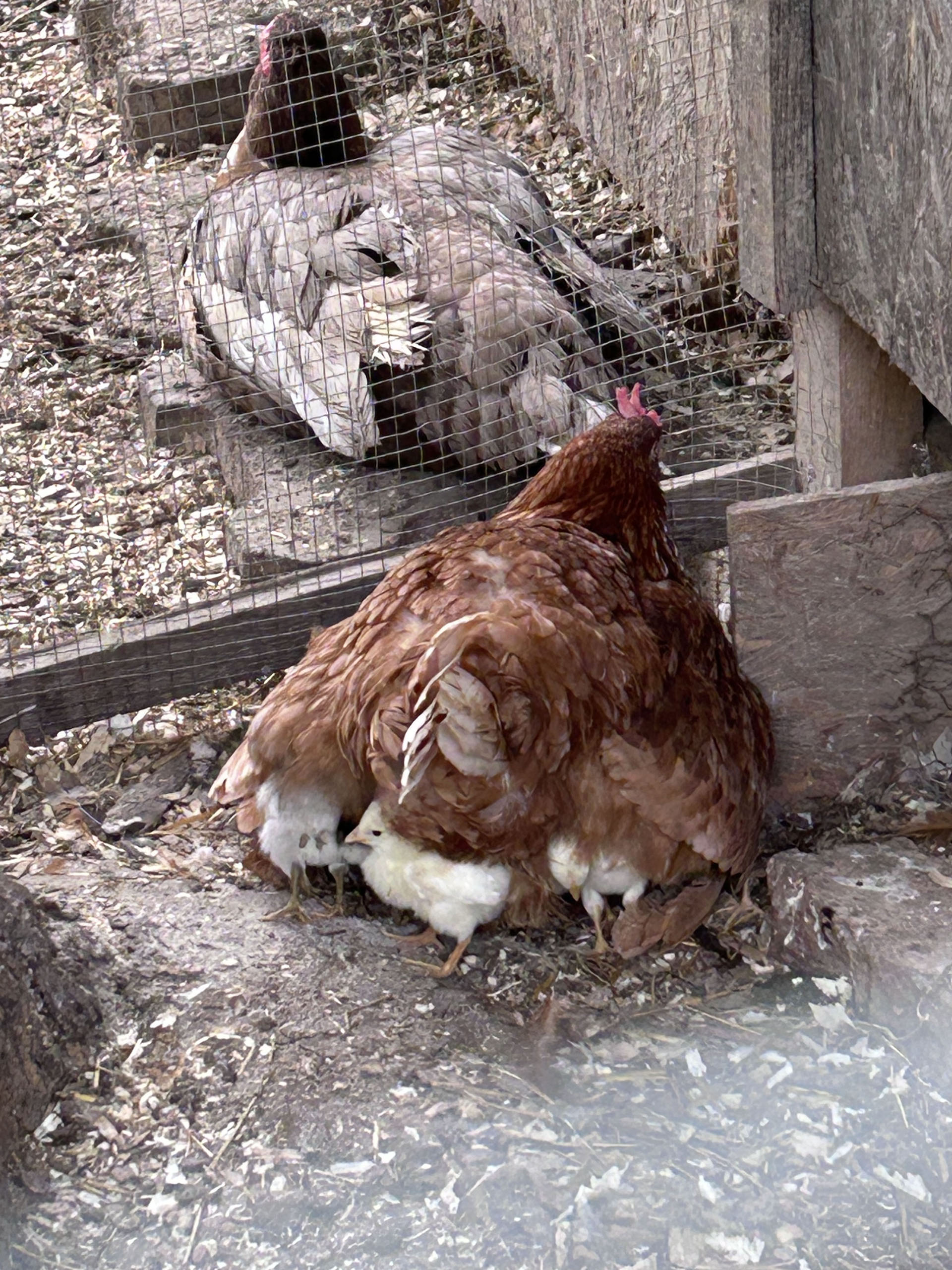 Egy kotlós óriási szárnya alá mindenki befér