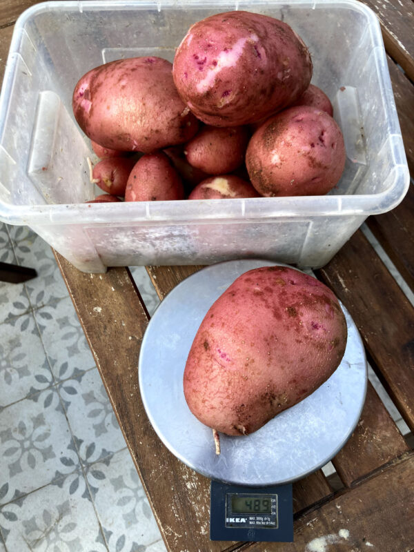 Elég jó méretes darabok születtek tavaly is a kertben
