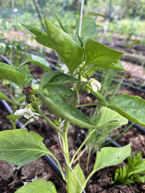 Előző héten ez még tele volt levéltetvekkel, de dolgoztak a katicák