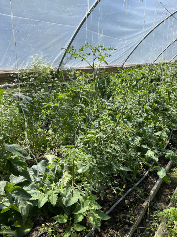 Kétméteres a paradicsom a fóliában