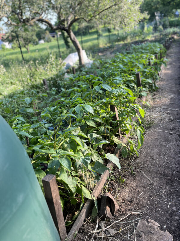 Krumpliültetvényem