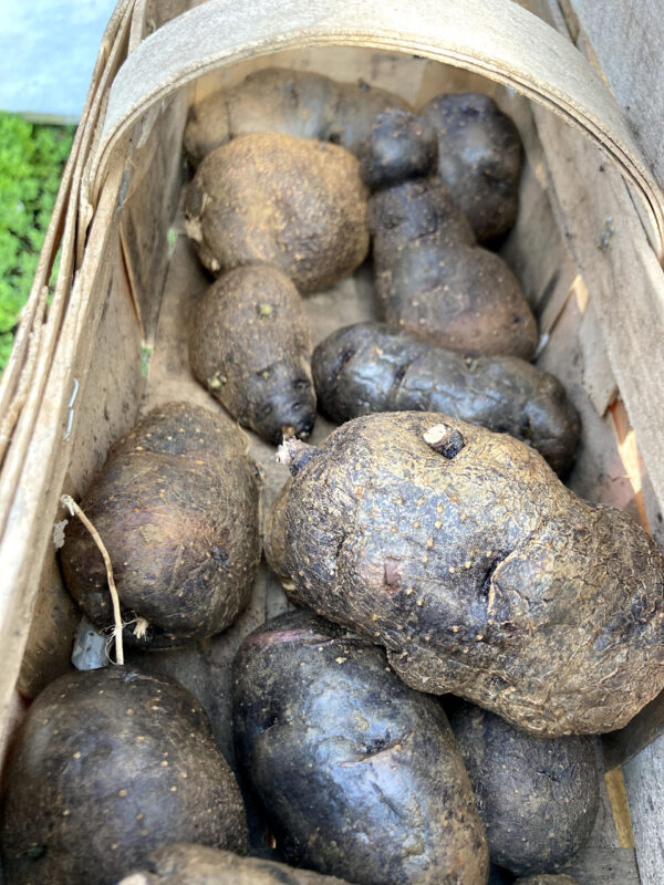 Nagyon bevált a lila burgonya, tök buli