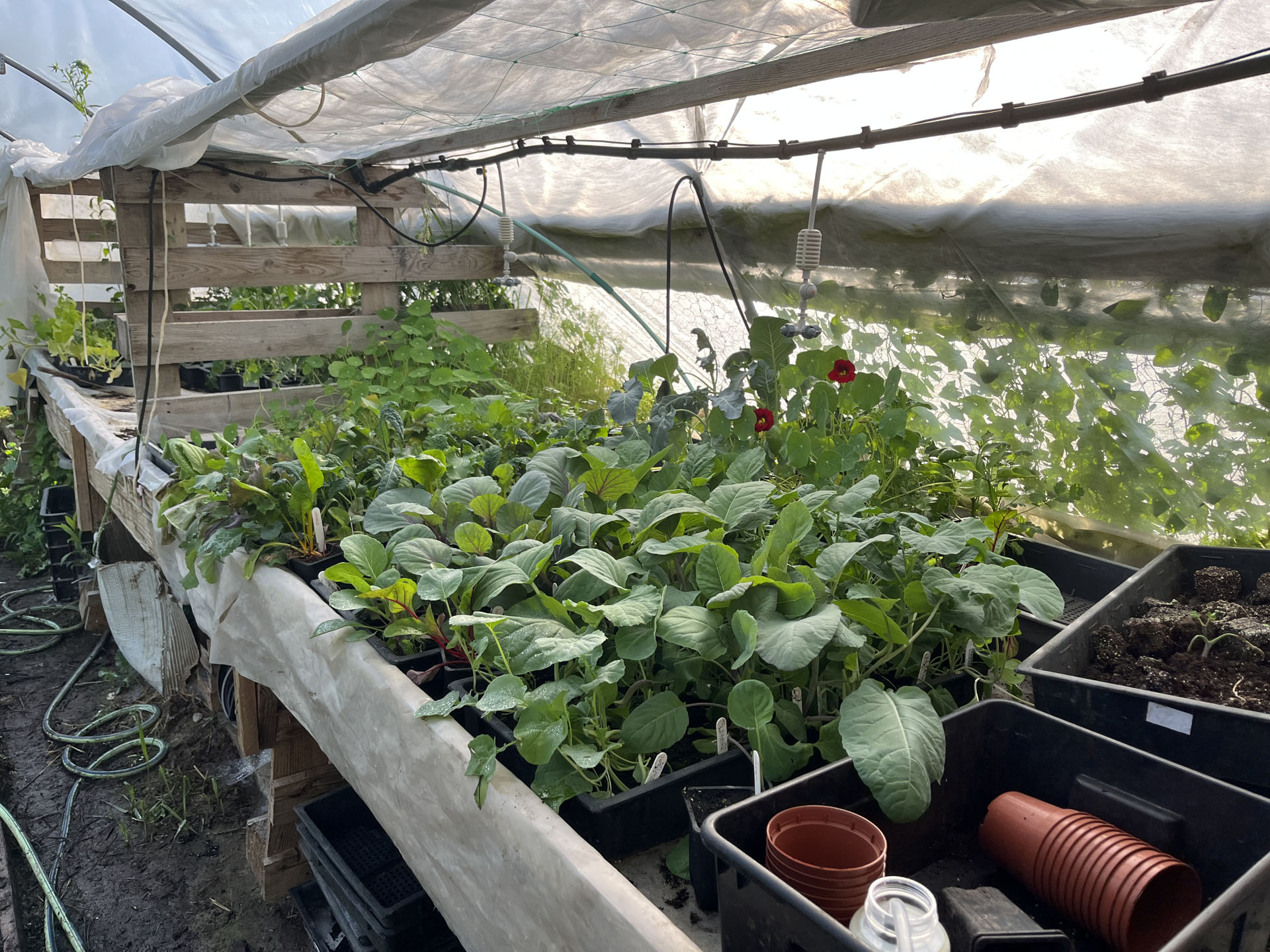 Palántapad-itt még épen