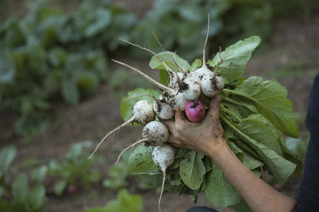 Frissen szedett retek