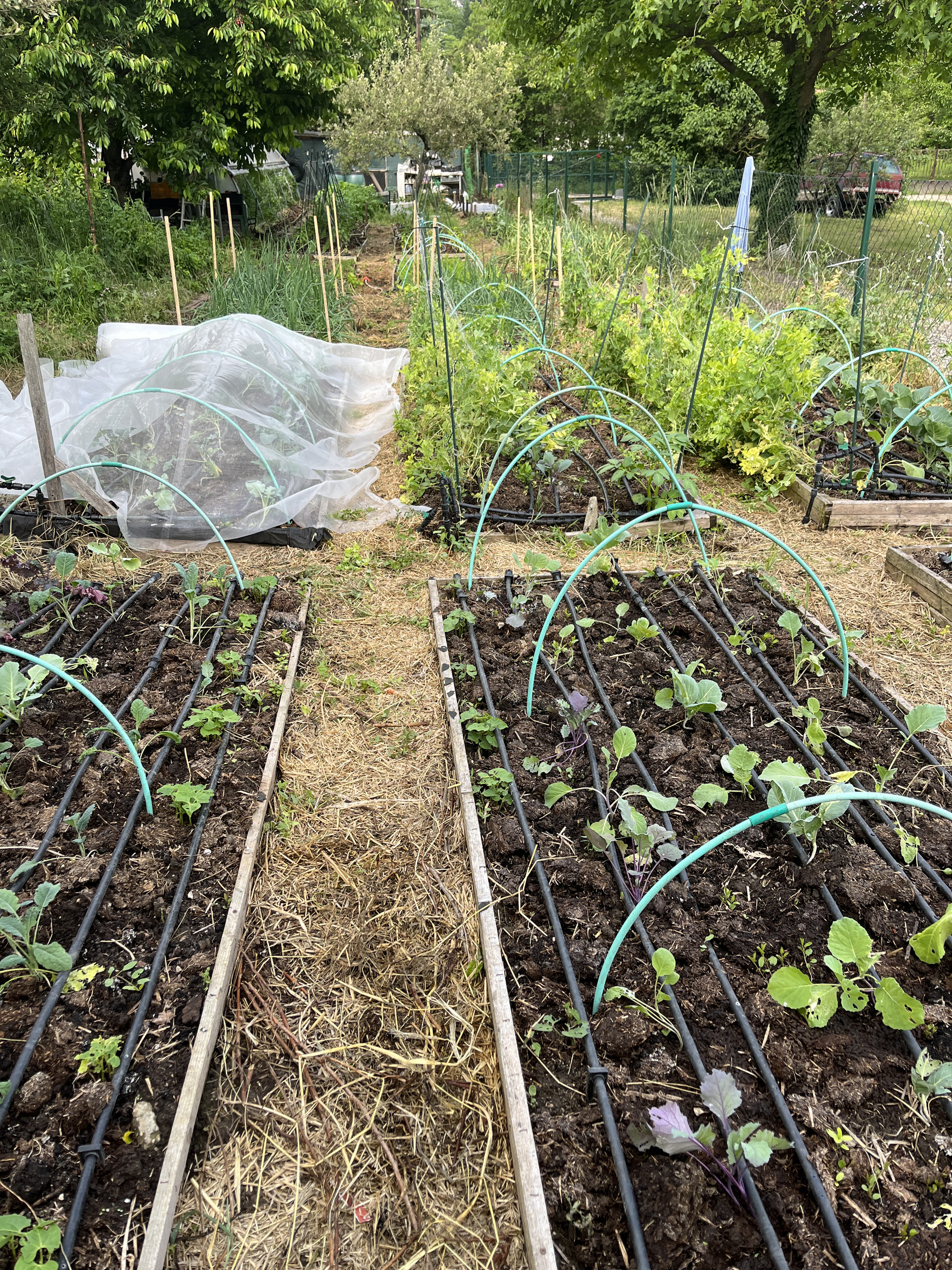 Rovarháló alatt a brokkolik