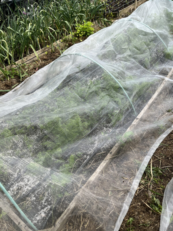 Rovarháló alatt a sárgarépa