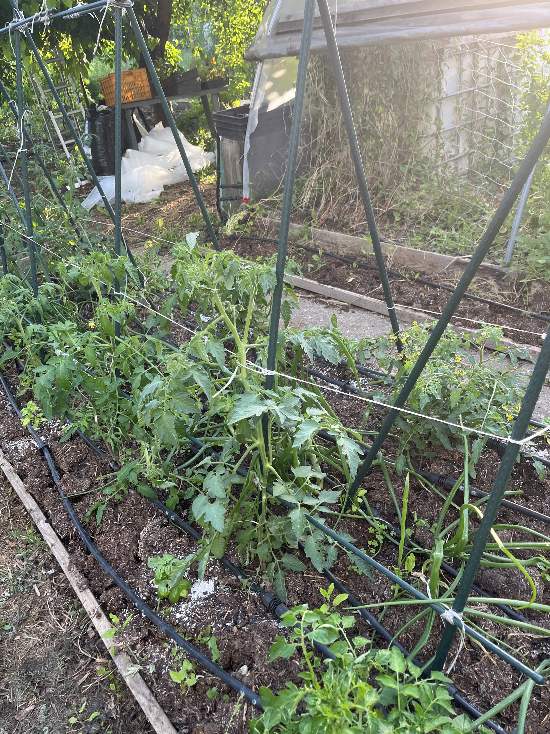 Szépen nyúlnak a szabadföldi paradicsomok is