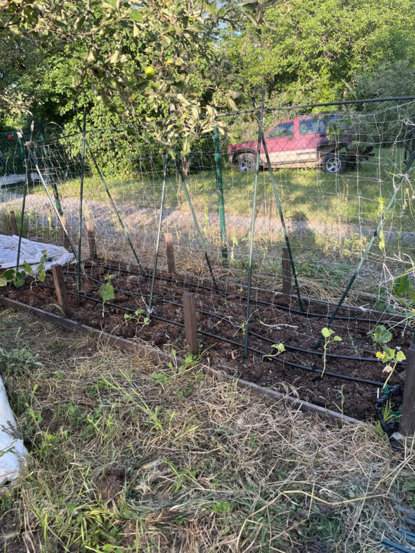 Uborkahálón fut a dinnye is