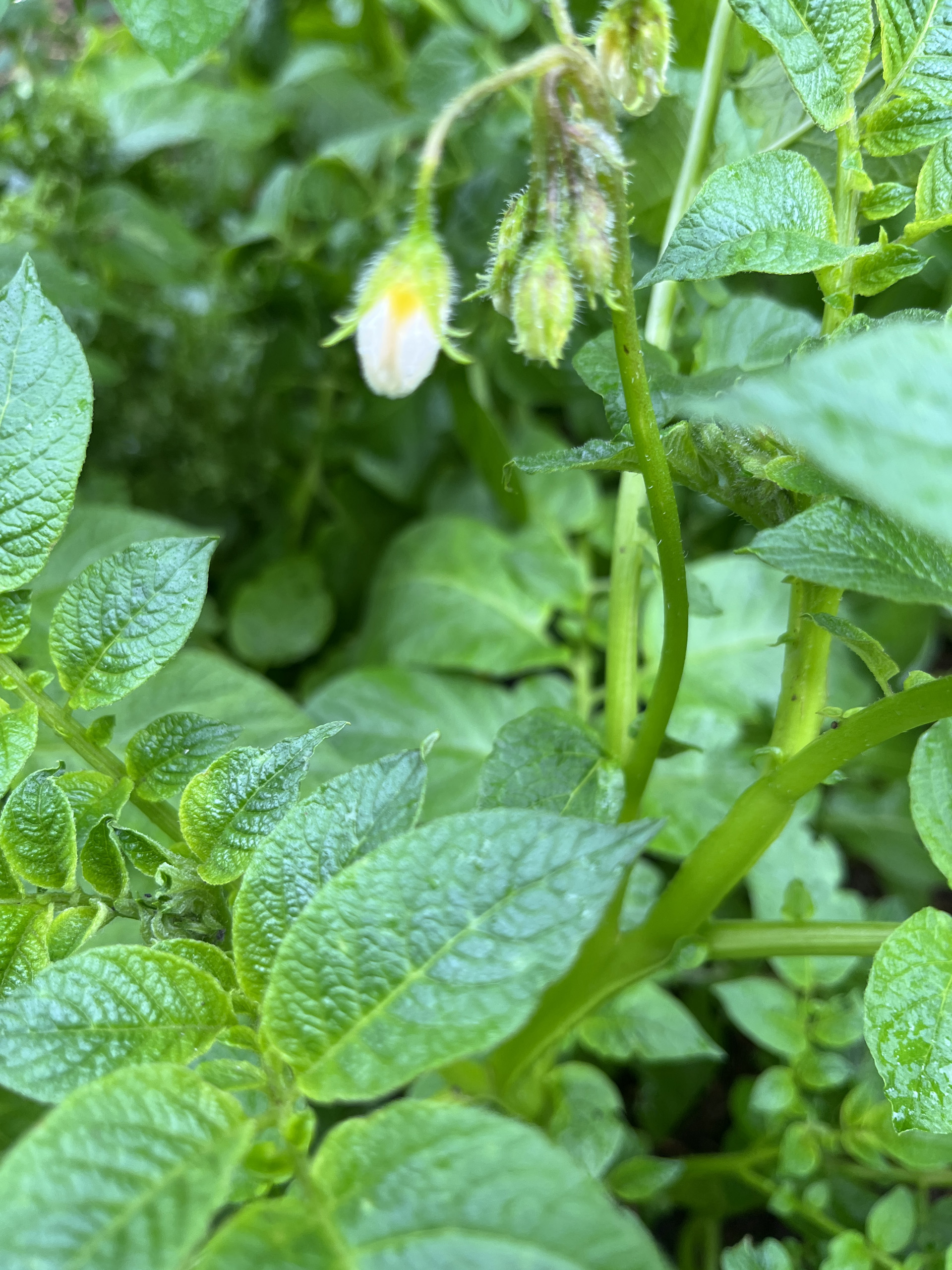 Virágzik a krumpli, itt az újkrumpli