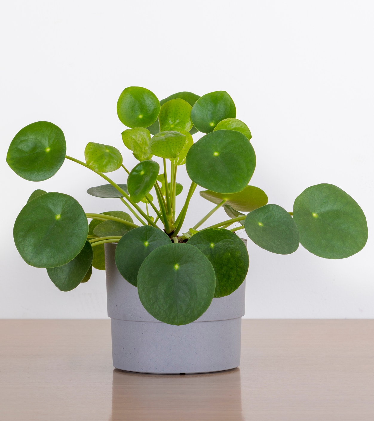 Pénzlevelű pilea