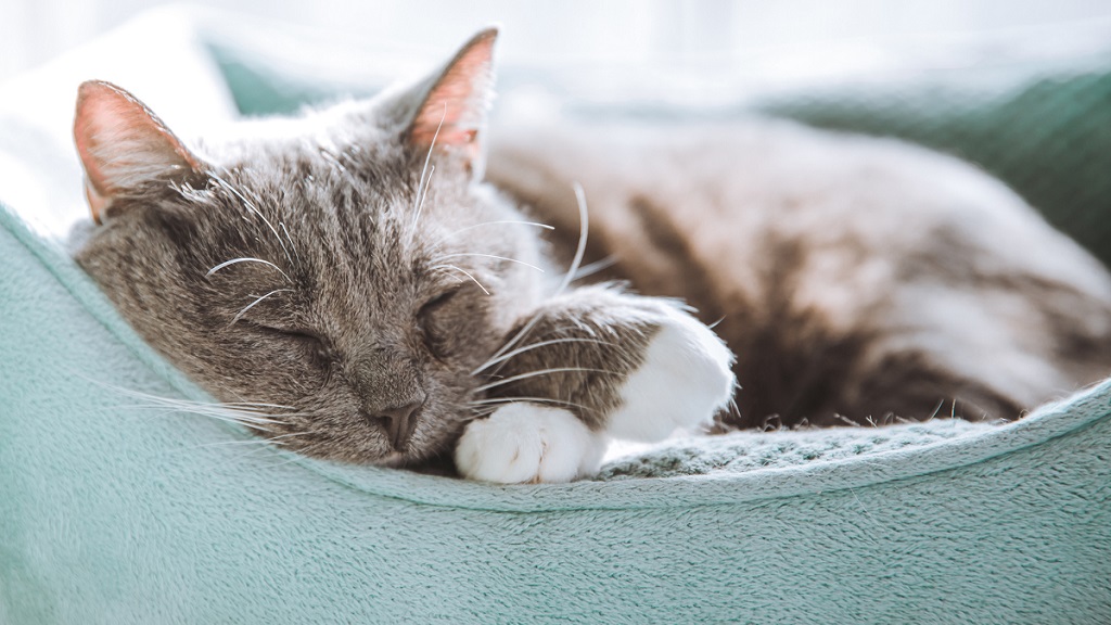 Cicaaágyban fekvő macska