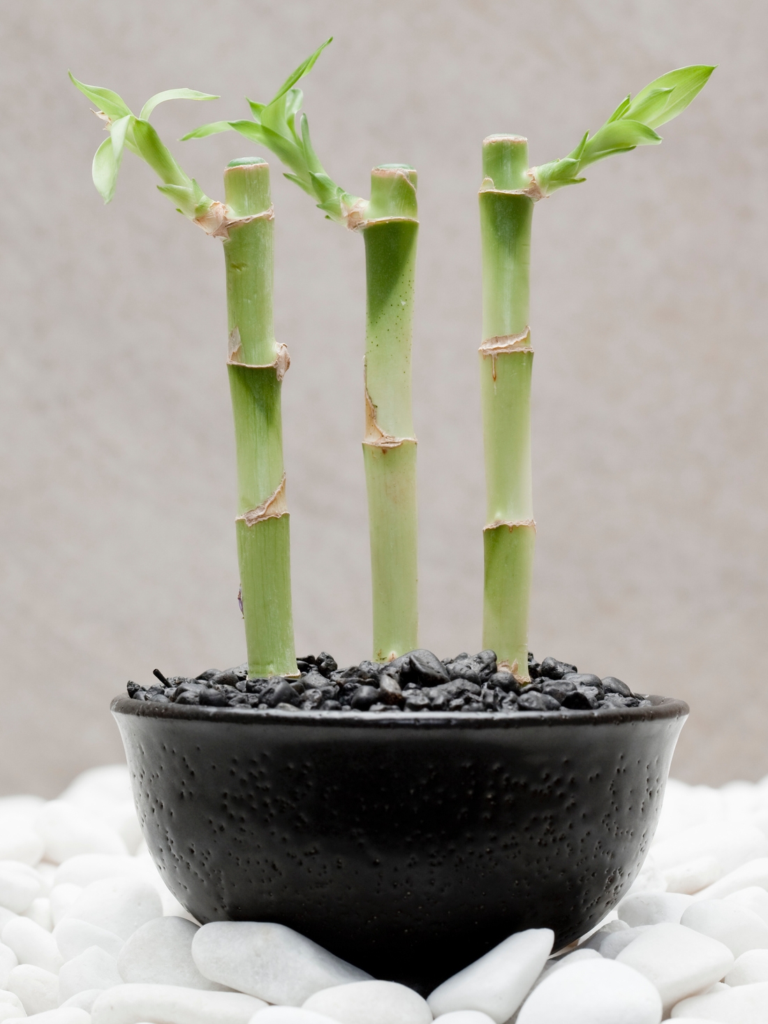 Fehérszélű sárkányfa