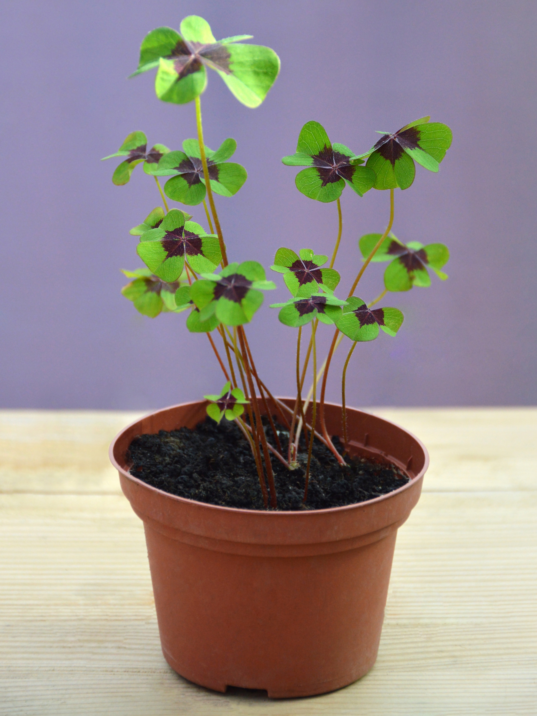 Négylevelű madársóska